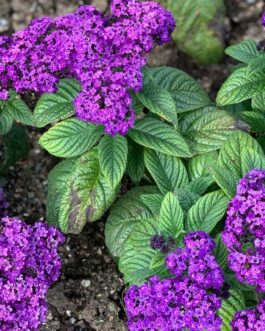 Buy Heliotrope