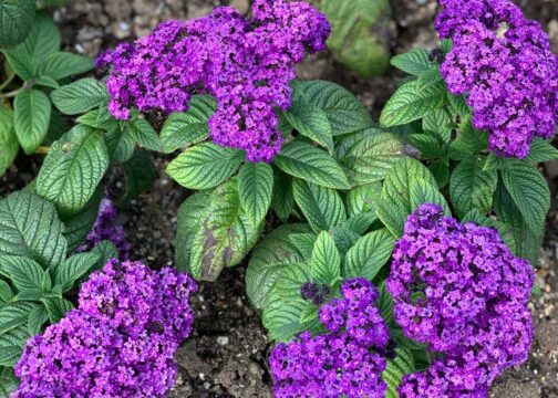 Buy Heliotrope